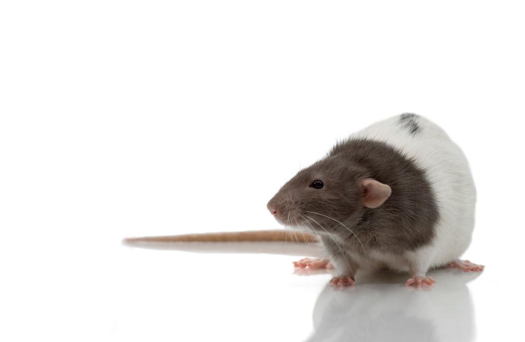 There's a $1,000 fine for beating rats with baseball bats in Galesburg.